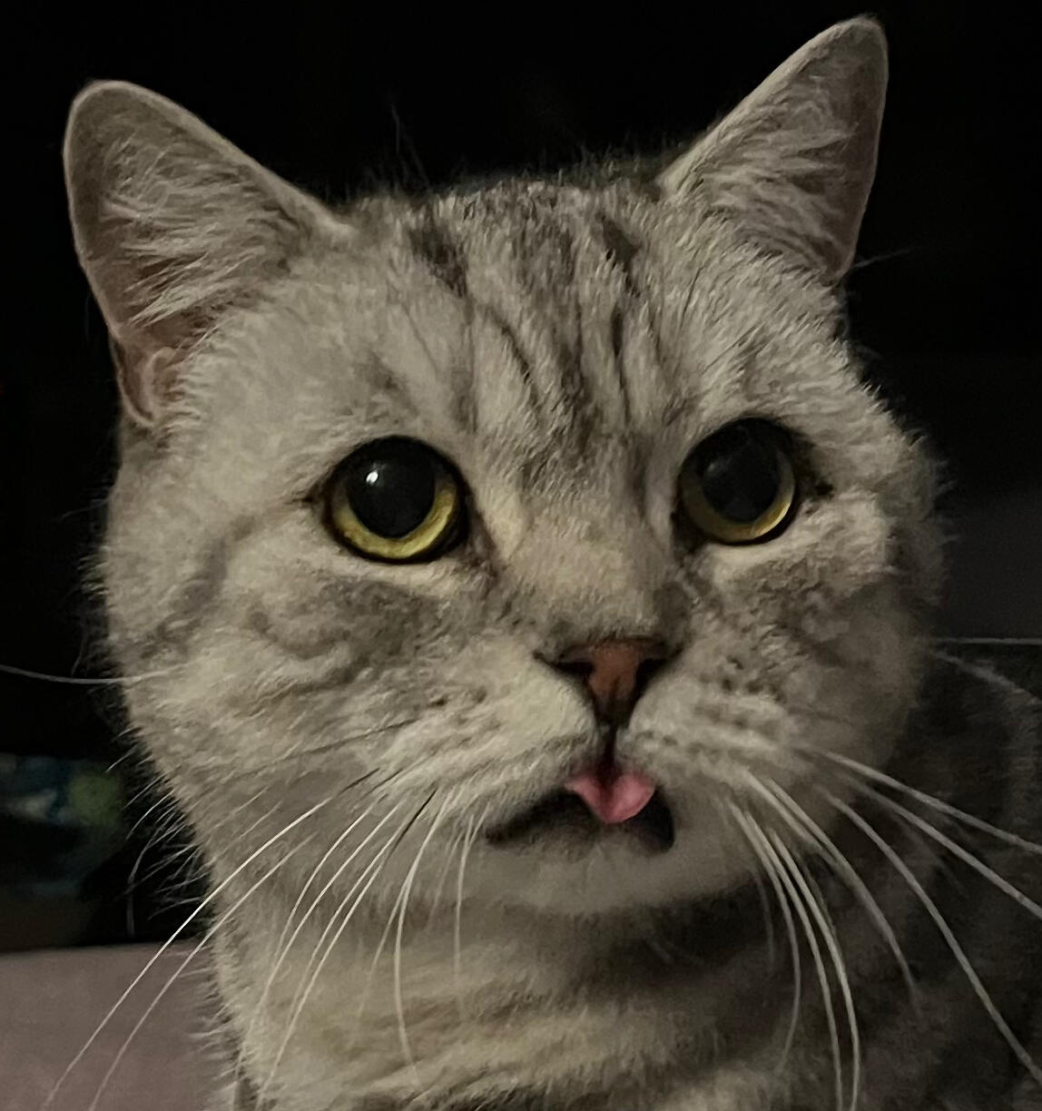 a green eyed silver tabby with his curled tongue sticking out as though blowing a raspberry